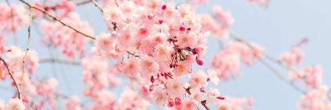 OnlyFans header picture aimeemay