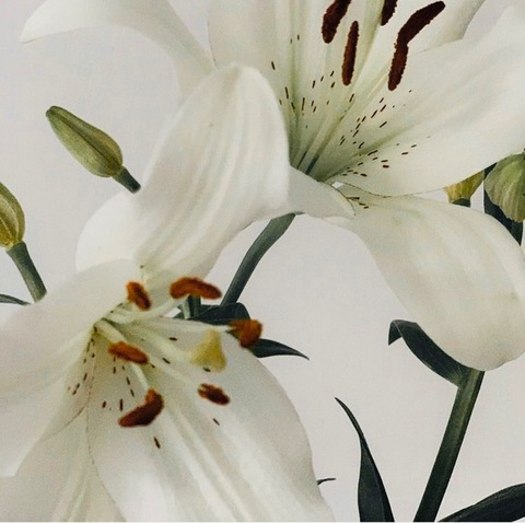 akiss님의 OnlyFans 헤더 사진