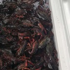 OnlyFans profile picture bbobbyle20