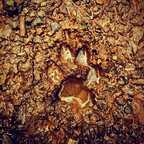 Аватар профиля OnlyFans bitingthedust3