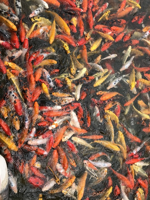 Снимка за заглавие на OnlyFans bodegagremlin