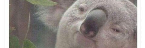 OnlyFans header picture camilapereyra