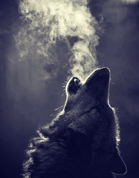 Immagine dell'header di OnlyFans carbunnyxx