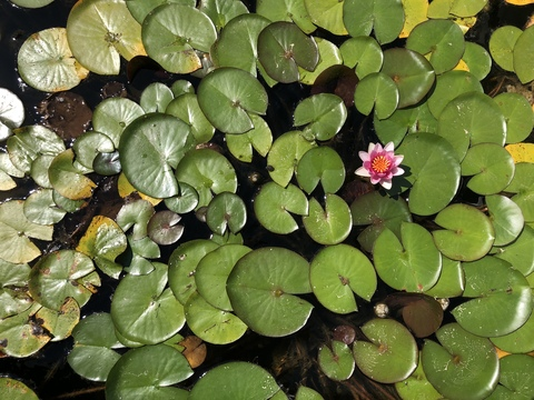 catsncake님의 OnlyFans 헤더 사진