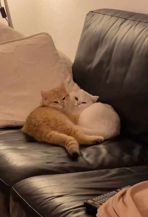 Immagine dell'header di OnlyFans cremedelacremex