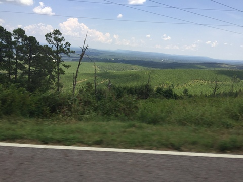 OnlyFans header picture crimsonrose