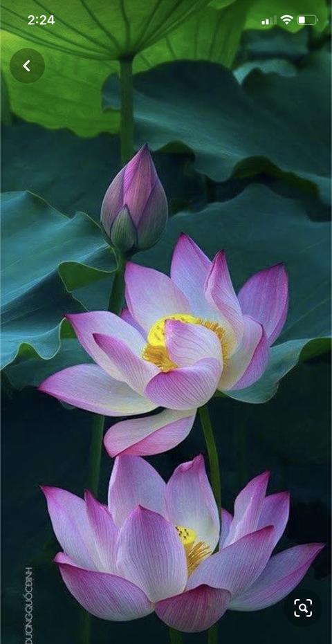 Imagem do cabeçalho do OnlyFans de cupofjoewithmoe