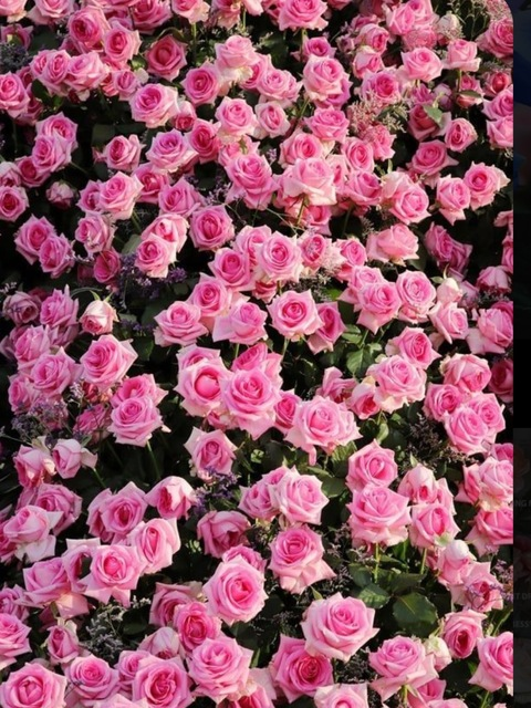 OnlyFans header picture daisyxdeville