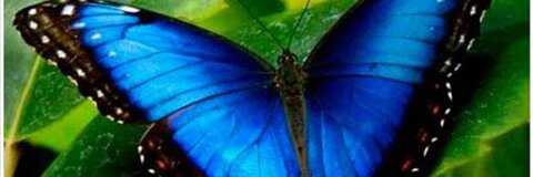 ओन्लीफैंस हैडर चित्र dayi2715