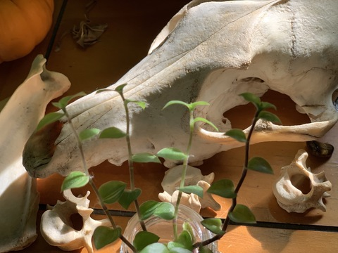 OnlyFans Titelbild dxmbpup