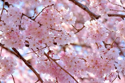 Фото заголовка OnlyFans elfa_del_mattino