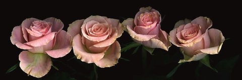 Header afbeelding van OnlyFans emilyy_rose