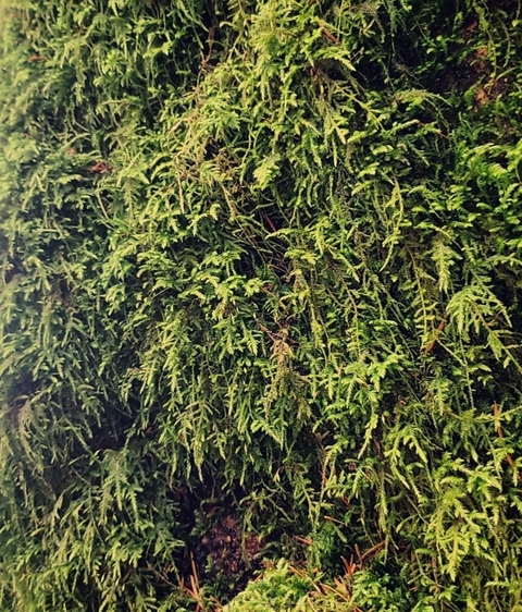 erynxo님의 OnlyFans 헤더 사진