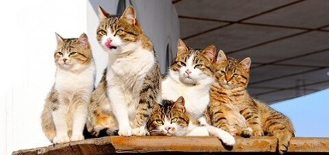 Снимка за заглавие на OnlyFans fatcatttttttttt