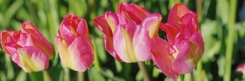 OnlyFans Titelbild flatlacroix