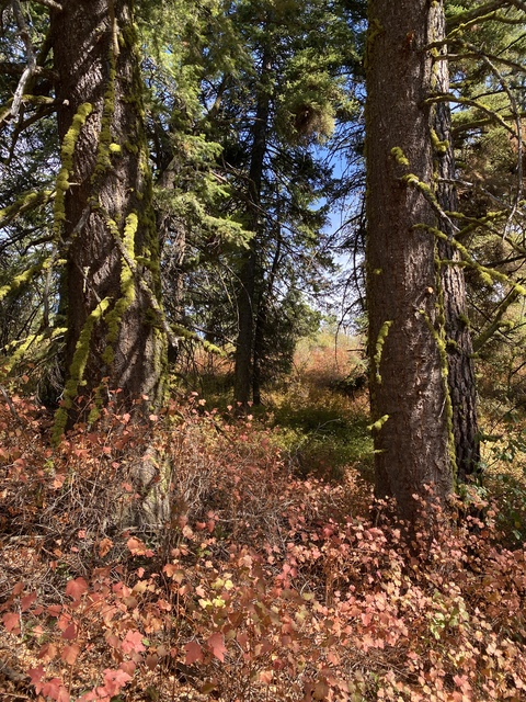 OnlyFans header picture harperthefox