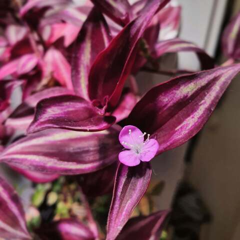 OnlyFans header picture ihanaisa