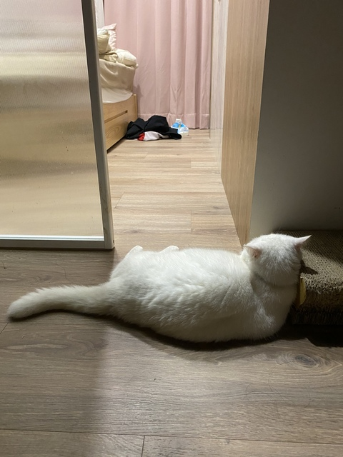 Immagine dell'header di OnlyFans irisirisss520