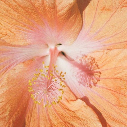 Imagem do cabeçalho do OnlyFans de jadecardenascc