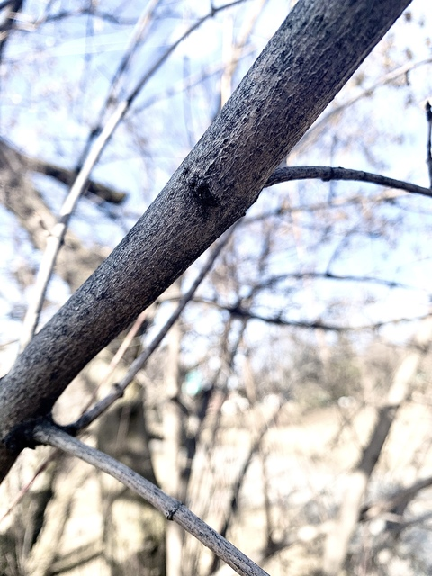 Gambar header OnlyFans jege2