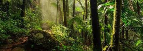 OnlyFansヘッダー画像junglemaid