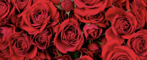 Immagine dell'header di OnlyFans justsomegirl25