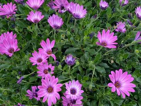 OnlyFansヘッダー画像karensitasexy