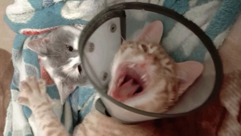 laviestrrose님의 OnlyFans 헤더 사진