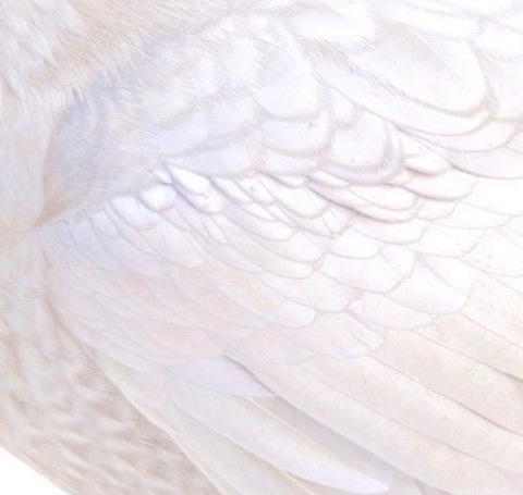 OnlyFansヘッダー画像lil_ballerina_