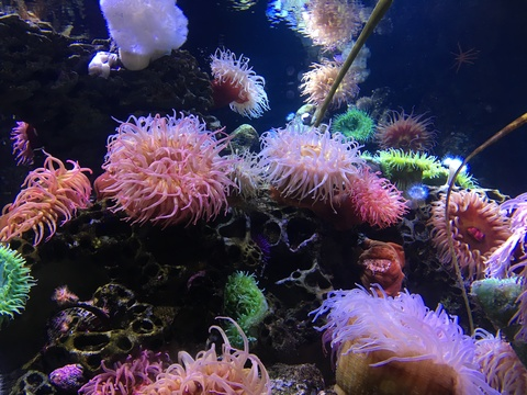 Снимка за заглавие на OnlyFans lilfang420