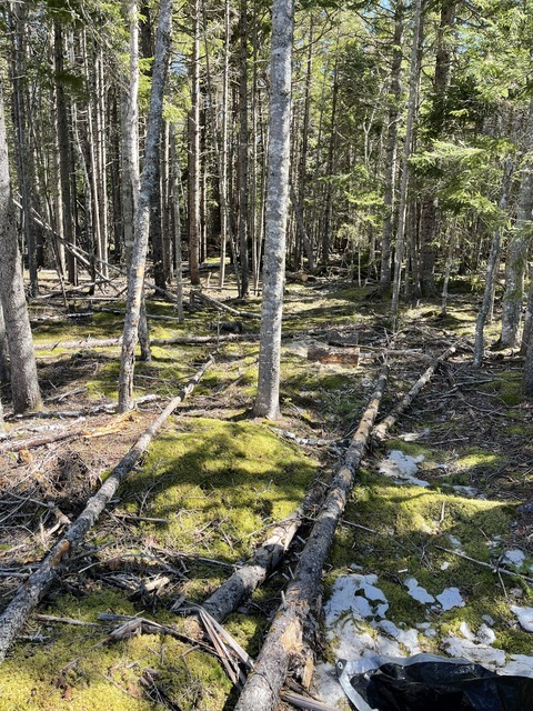 Imagem do cabeçalho do OnlyFans de lladventures