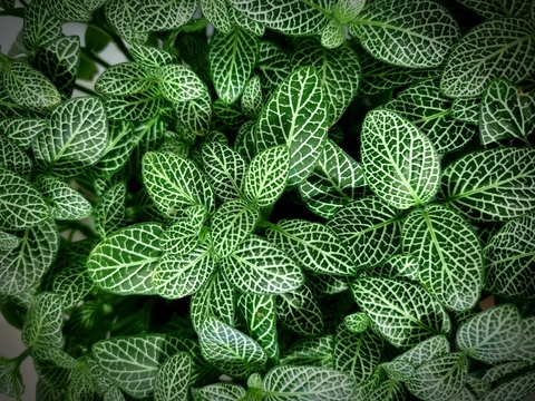 OnlyFans header picture madalynnraye