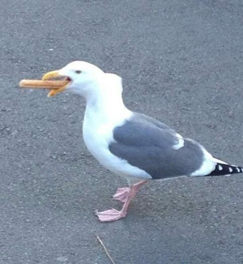 Header afbeelding van OnlyFans maiyajay