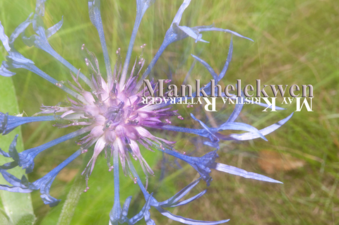 Gambar header OnlyFans mankhelekwen