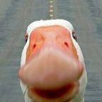 OnlyFans profile picture marites