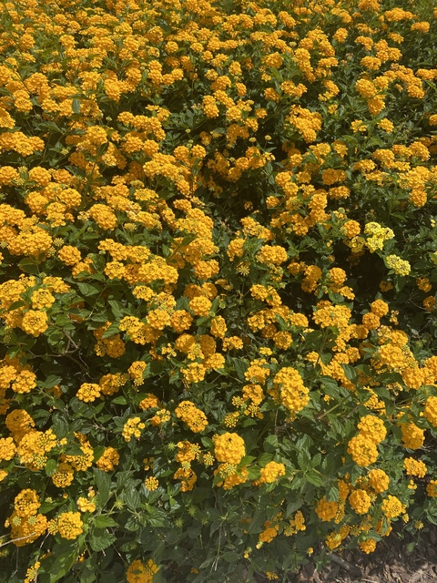 Immagine dell'header di OnlyFans meerkle