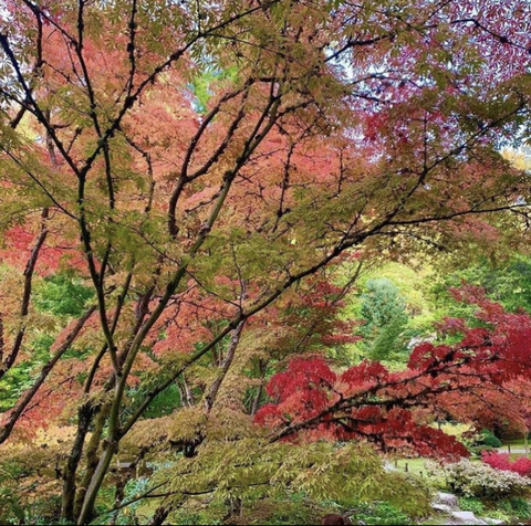 OnlyFansヘッダー画像michafairy