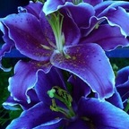 OnlyFans प्रोफाइल चित्र midnightxena