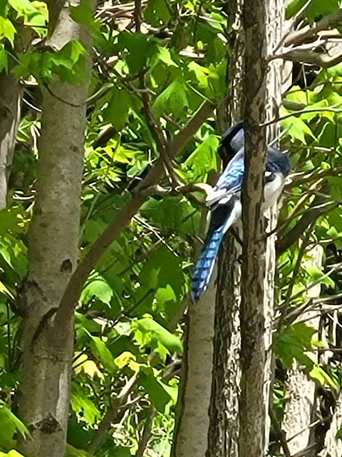 OnlyFans header picture mintcoco99