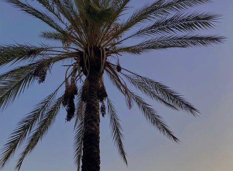 OnlyFans Titelbild misslemonhotcheetoz