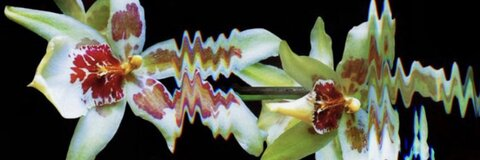 OnlyFansヘッダー画像mochimochisosweet