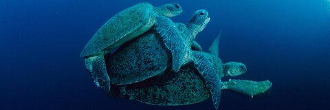 OnlyFans header picture mrlongdck