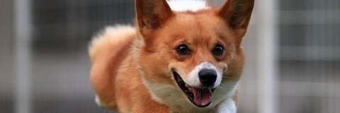 OnlyFans Titelbild natsugamisummer