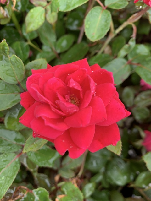 OnlyFans header picture oliviarose051