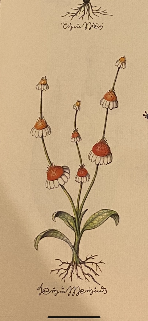 صورة رأس OnlyFans onlybekks