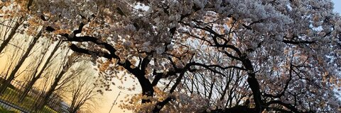 OnlyFans header picture paigeelizx