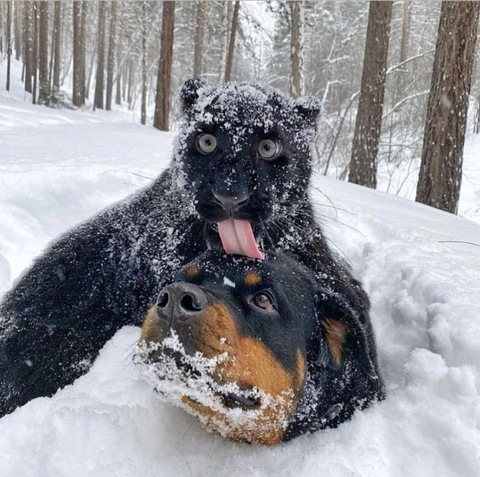 peachycatmeow님의 OnlyFans 헤더 사진