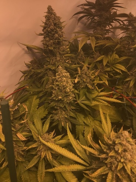 Gambar header OnlyFans playgirlchels