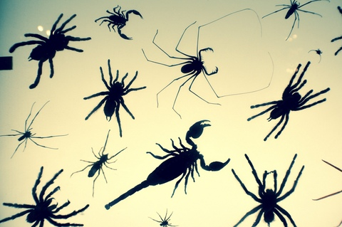 ओन्लीफैंस हैडर चित्र rebelrider91