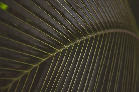 Gambar header OnlyFans redsmoothie